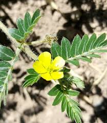 Image result for Tribulus terrestris
