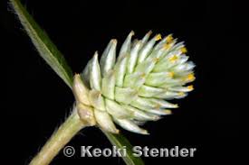 Image result for Gomphrena celosioides