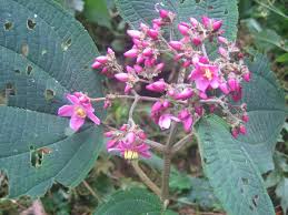 Image result for Sabicea bequaertii