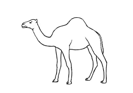 For easy camel drawing, you must follow these steps. How To Draw A Dromedary Camel Step By Step Easy Animals 2 Draw