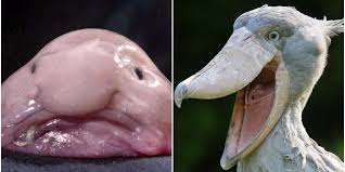For one, they have no eyelids. 13 Ugly Animals That Prove Beauty Is In The Eye Of The Beholder