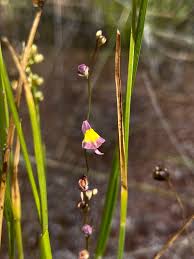 Image result for Uvaria welwitschii