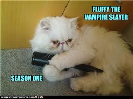 Fluffy Hysterically Funny Funny Cat Pictures Funny Cats