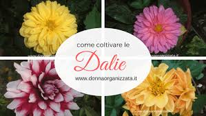 Come Coltivare Le Dalie In Giardino E Aiuola Facilmente Splendidi Fiori Eleganti E Colorati In Tante Varieta Le Dalie Che Si Coltiva Coltivare Giardino Aiuola