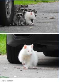 We did not find results for: ðšŒðš˜ðšðšðšŠðšðšŽðšŒðš˜ðš›ðšŽ Albino Raccoon Facebook