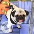 Mid-Atlantic Pug Rescue