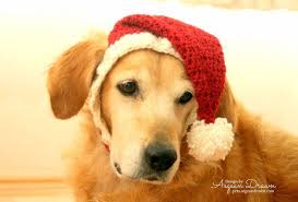 santa hat for dogs dog santa hat holiday dog hat christmas etsy weihnachtshund grosse hunderassen hund hustet