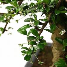 Will this fukien tea ever grow a new branch out of the leaves that i circled ? Bonsai Fujian Tea Bonsai Tree From Easternleaf Com Bonsai