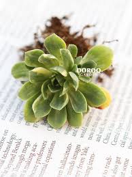 doroq多肉图鉴 景天科莲花掌属 doroq多肉植物馆 succulents plants stud earrings