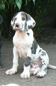 Find great dane puppies and breeders in your area and helpful great dane information. 130 Places I Want To Visit Ideas Places Wonders Of The World Beautiful Places