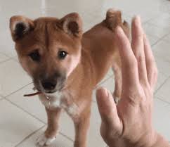 Explore and share the best dogecoin gifs and most popular animated gifs here on giphy. Dogecoin Gif Icegif