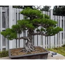 Prefers organic rich well drained soil. Pinus Thunbergii Japanese Black Pine Bonsai Pine Conifer