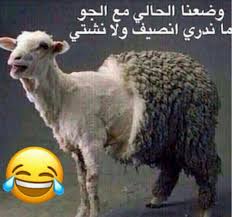 pin by hala sh yassin on فرفشة jokes funny funny pictures animals