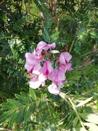 Image result for Virgilia