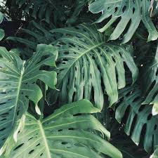 Maybe you would like to learn more about one of these? Green Aesthetic