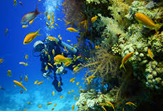 Duiken In Hurghada Seahorse Divers Nederlandse Padi Duikschool En Padi Duikcentrum Hurghada Egypte