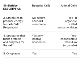 Visit our website for more information about our services or to speak to an expert. Similarities Between Animal And Bacterial Cells Brainly In
