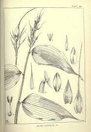 Image result for Olyra latifolia