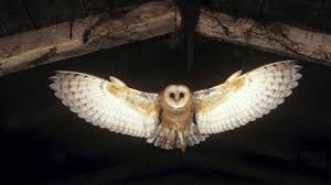 Barn Owl Wallpaper For Iphone For Free Wallpaper Barn Owl Owl Wallpaper Owl