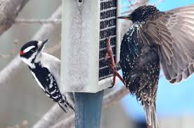 May 14, 2021 · to get rid of grackles and blackbirds, supply food they won't eat. Bully Birds At Feeders Birds And Blooms Backyard Birds Bird Feeders Grackle