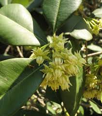 Image result for Mimusops obtusifolia