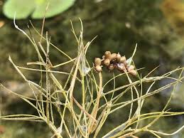 Image result for Stuckenia