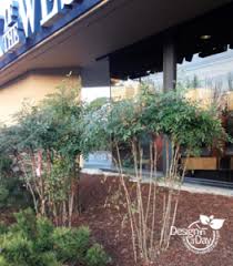 Weigela florida elvera midnight wine mickman brothers landscaping for living: Dramatic Winter Plants Archives Page 2 Of 4 Landscape Design In A Day