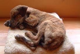 kak lechit chumku u sobak v domashnih usloviyah akvariumnye rybki