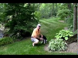 We did not find results for: Best Ways To Stop Deer From Eating Your Plants Youtube