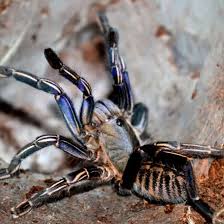 Image result for Cincinnobotrys