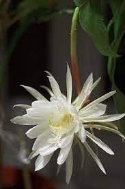 Epiphyllum Oxypetalum Wikipedia The Free Encyclopedia Night Blooming Flowers Orchid Cactus Beautiful Flowers
