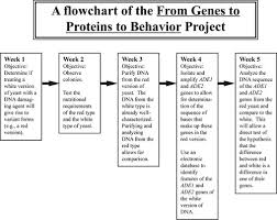 Traits are controlled by commonalities in dna structure between two separate sequences. From Genes To Proteins To Behavior A Laboratory Project That Enhances Student Understanding In Cell And Molecular Biology Cbe Life Sciences Education