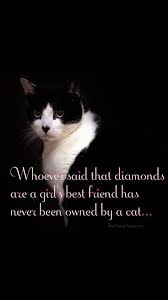 Funny Cat Quotes Images Please Re Pin Me And Follow Me For More Cat Quotes Funny Funny Cat Images Cat Lover Quote