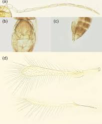 Abstract the phytosanitary importance of the corn leafhopper, dalbulus maidis (de long and wolcott) (hemiptera: Egg Parasitoids Of The Tea Green Leafhopper Empoasca Onukii Hemiptera Cicadellidae In Japan With Description Of A New Species Of Anagrus Hymenoptera Mymaridae