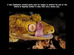 The bronx zoo is planning to reopen later this month. Suzy A Siberian Bengal Tiger Snarls At The Camera From Her Enclosure On Owner Dave Bennett S Property In Highlands British Columbia Ppt Download
