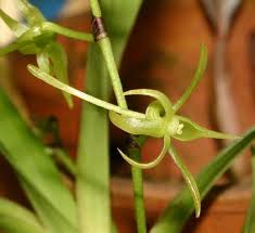 Image result for Angraecum calceolus