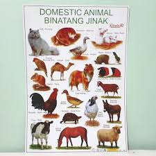 Check spelling or type a new query. Jual Poster Binatang Jinak Hewan Jinak Kota Surakarta Pena Mandiri Tokopedia