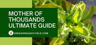 See full list on worldofsucculents.com Mother Of Thousands Ultimate Guide Urbanorganicyield Com