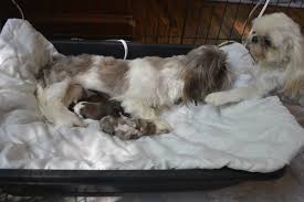 Shih Tzu Pregnancy What You Can Expect In this post we discuss everything one needs to know about the plug of mucus. miracle shih tzu