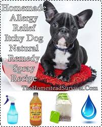 This Homemade Allergy Itchy Dog Relief Recipe Is A Wonderfully Soothing Solution For Your Dog S Irritated Skin Itchy Dog Dog Allergies Dog Allergies Remedies
