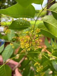 Image result for Swietenia