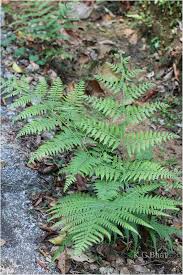 Image result for Microlepia speluncae