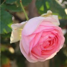 Key pierre de ronsard rose facts. Plants Of Hybrid Tea Rose Climber Meilland Pierre De Ronsard Meiviol