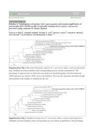 Image result for Leptactina platyphylla