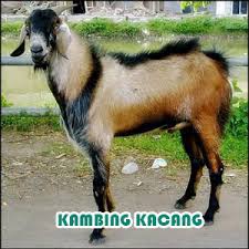 Ini merupakan cara pembuatan di mana mebutuhkan beragam bahan organik lain selain hanya menggunakan kotoran kambing tersebut. Cara Ternak Kambing Etawa Dan Jenis Lainnya Secara Modern Ilmu Bisnis