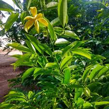 Image result for Artabotrys hexapetalus