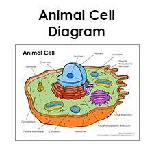 The largest and the outermost circle is labeled a. Pin On Educational