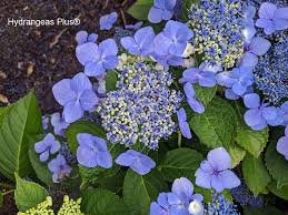 Image result for Hydrangea