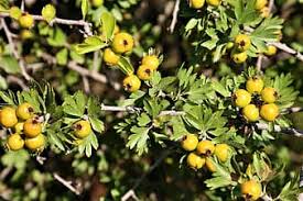 The hawthorn blossoms delicate flowers in the spring, and produce fruit that look like red orbs, which can be made into delectable jams, jellies, fruit preserves, wine, and other foods. Hawthorn Fruit Nature Land Green Branch Leaves Bush Tree Rural Plant Pikist