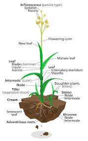 Poaceae Plants Plant Life Cycle Diagram Of A Flower